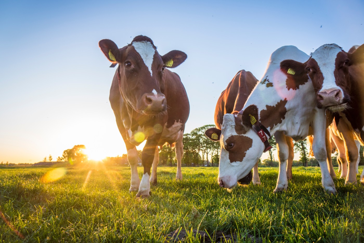 Dairy Animal Husbandry
